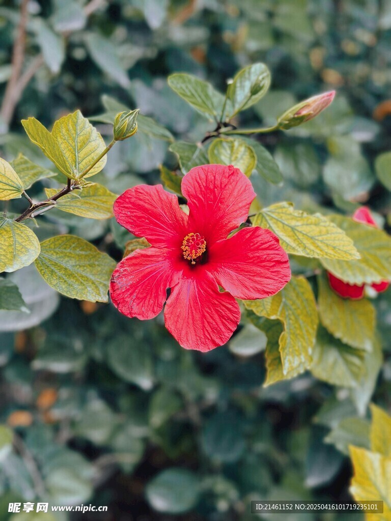 木槿