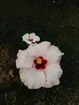 木槿