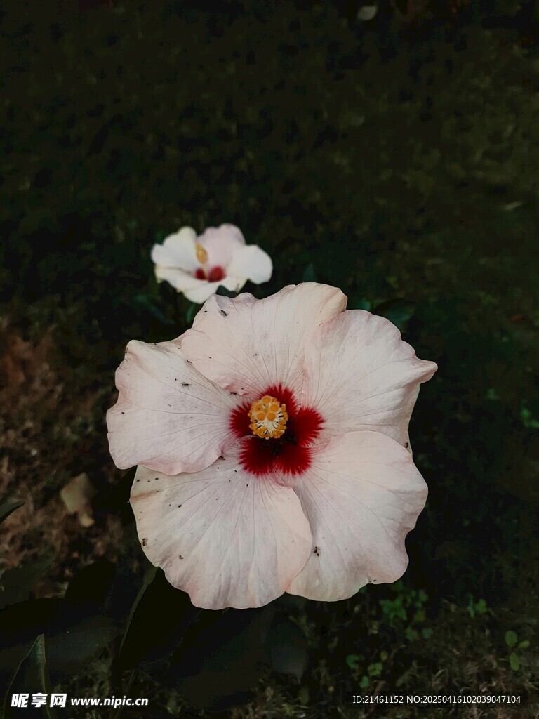 木槿