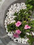 木槿