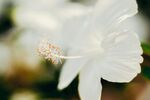 木槿