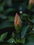 木槿