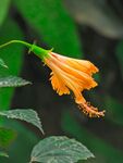 木槿