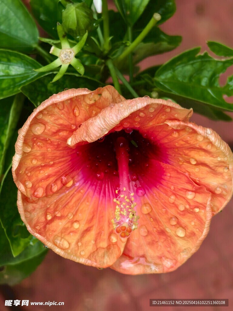 木槿