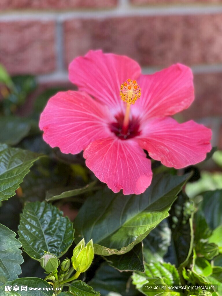 木槿
