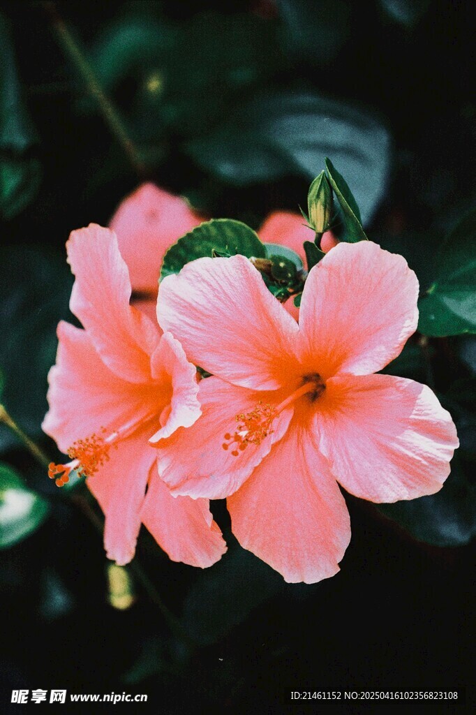 木槿