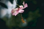 木槿