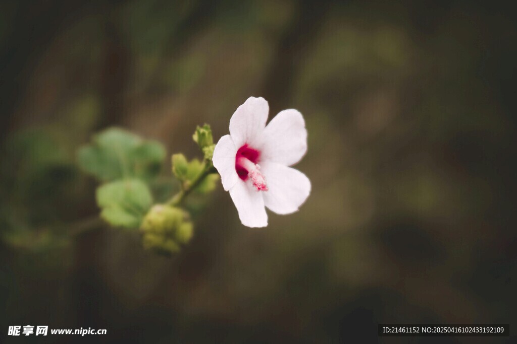 木槿