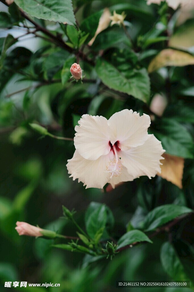 木槿