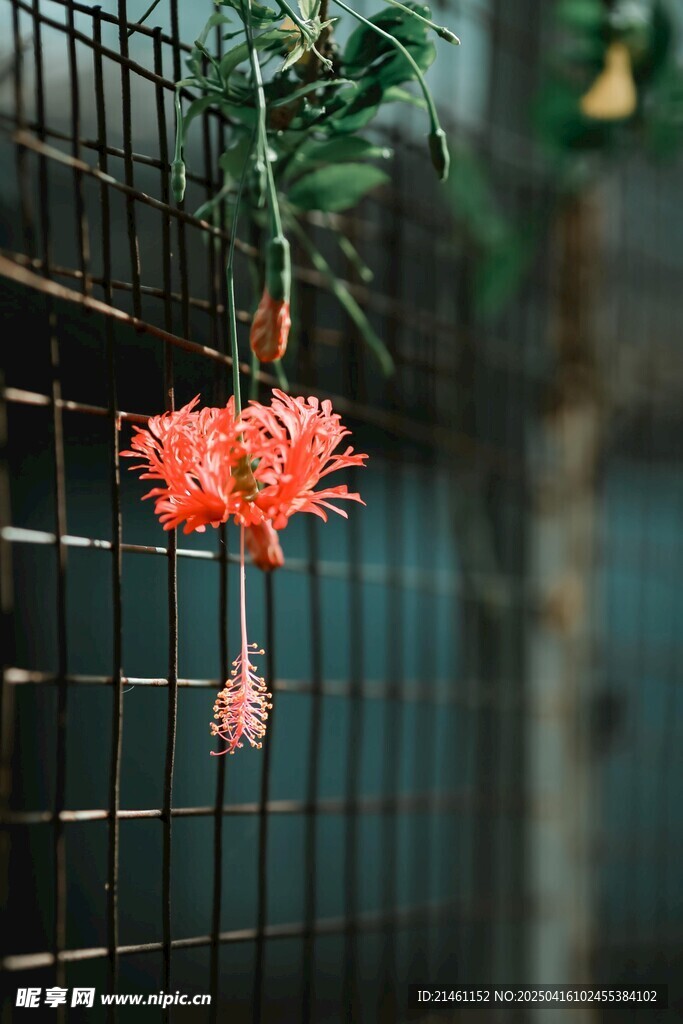 木槿