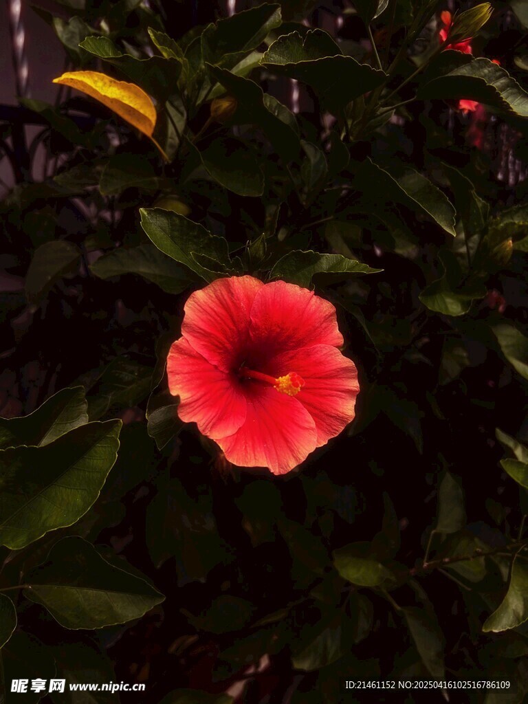 木槿
