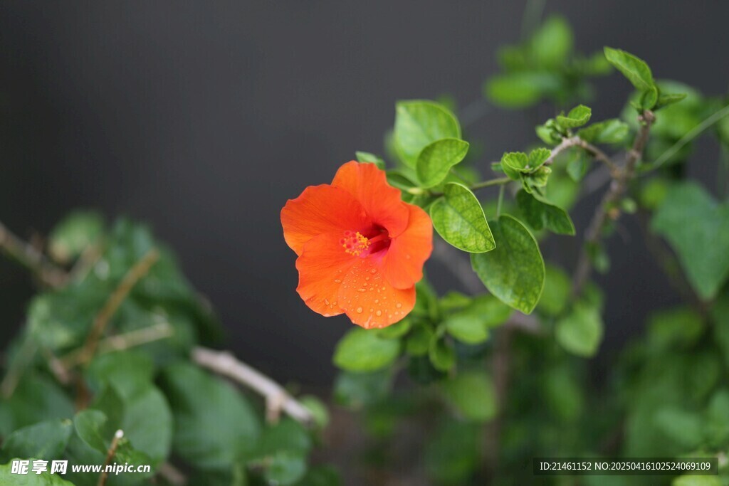 木槿