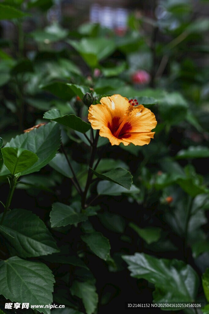 木槿