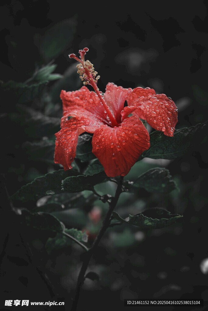木槿