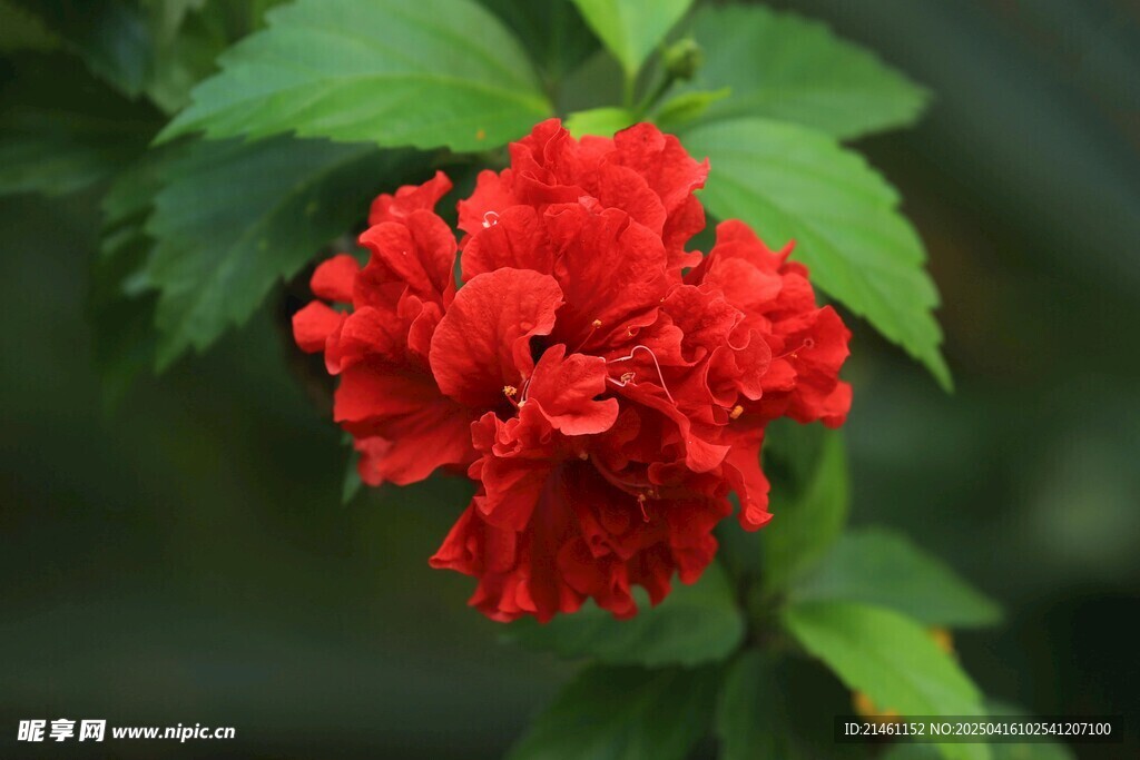 木槿