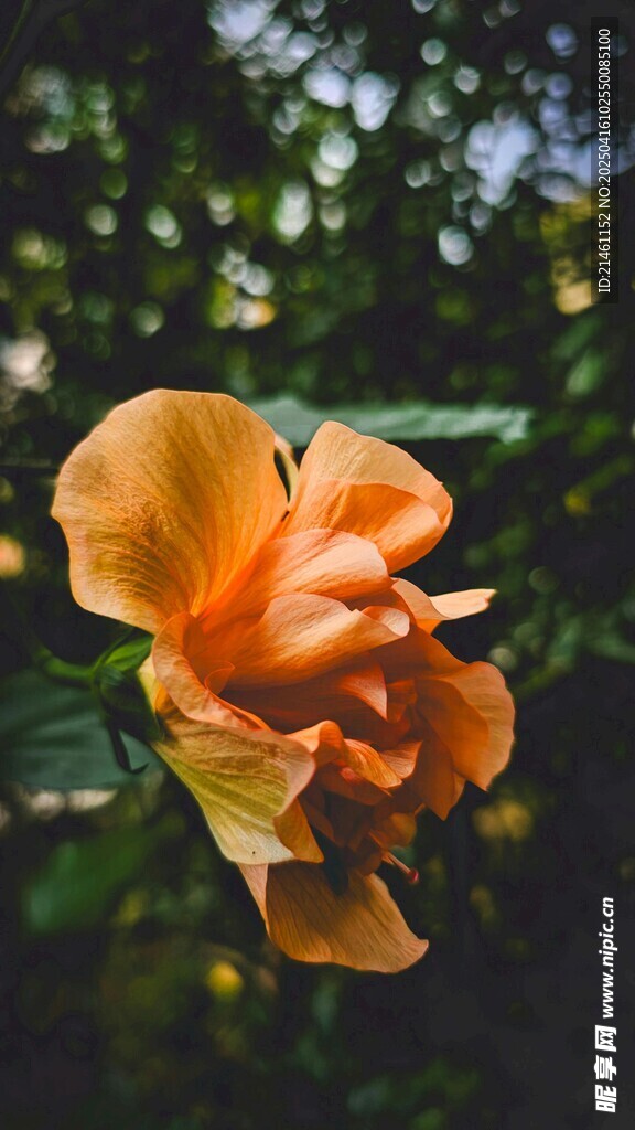 木槿