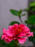 木槿