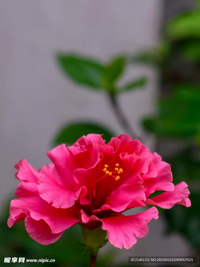 木槿