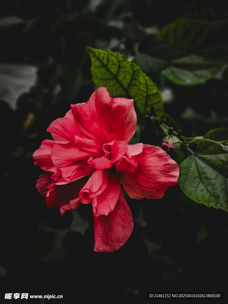 木槿