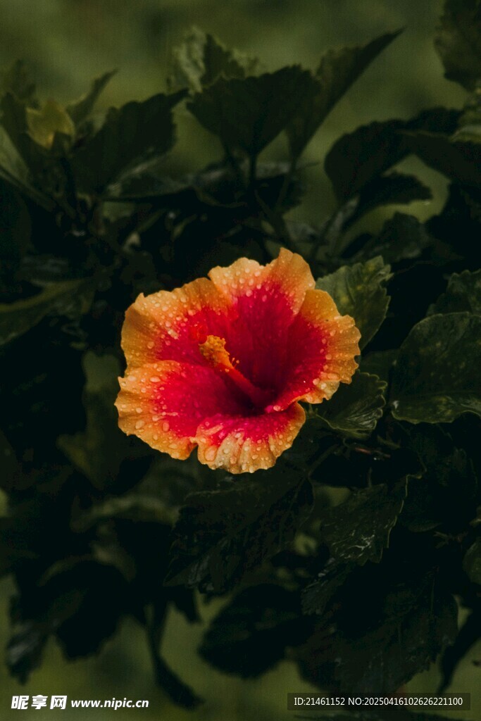 木槿