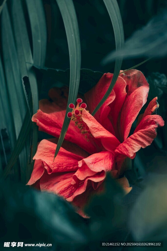 木槿