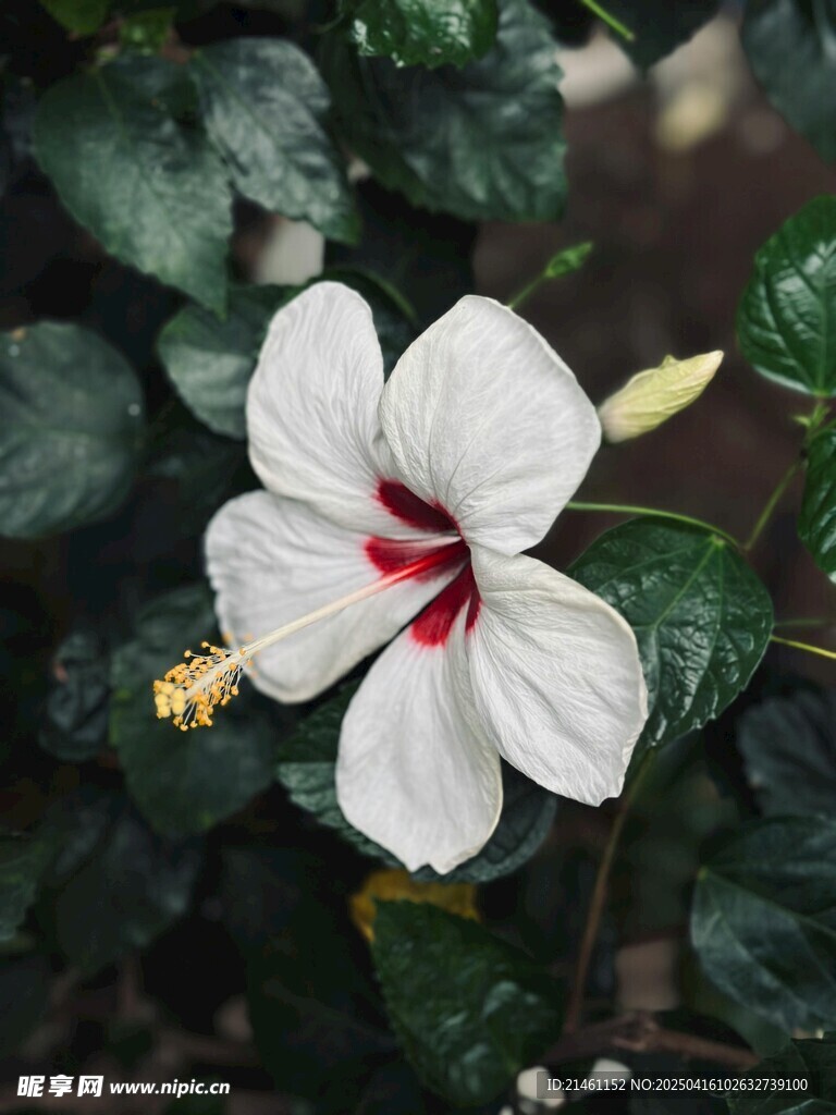 木槿