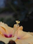 木槿