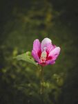 木槿