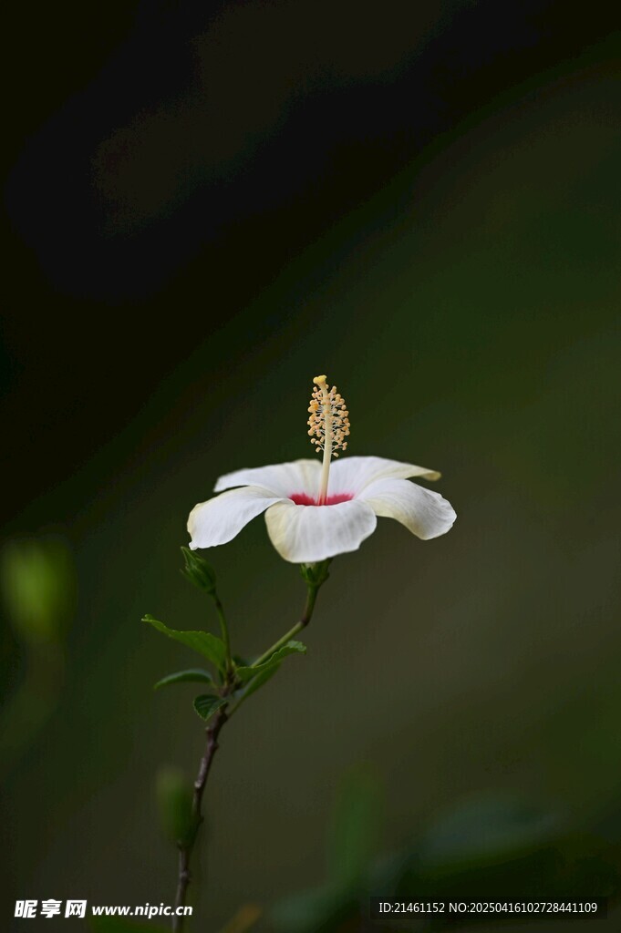 木槿