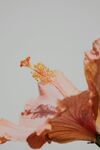 木槿