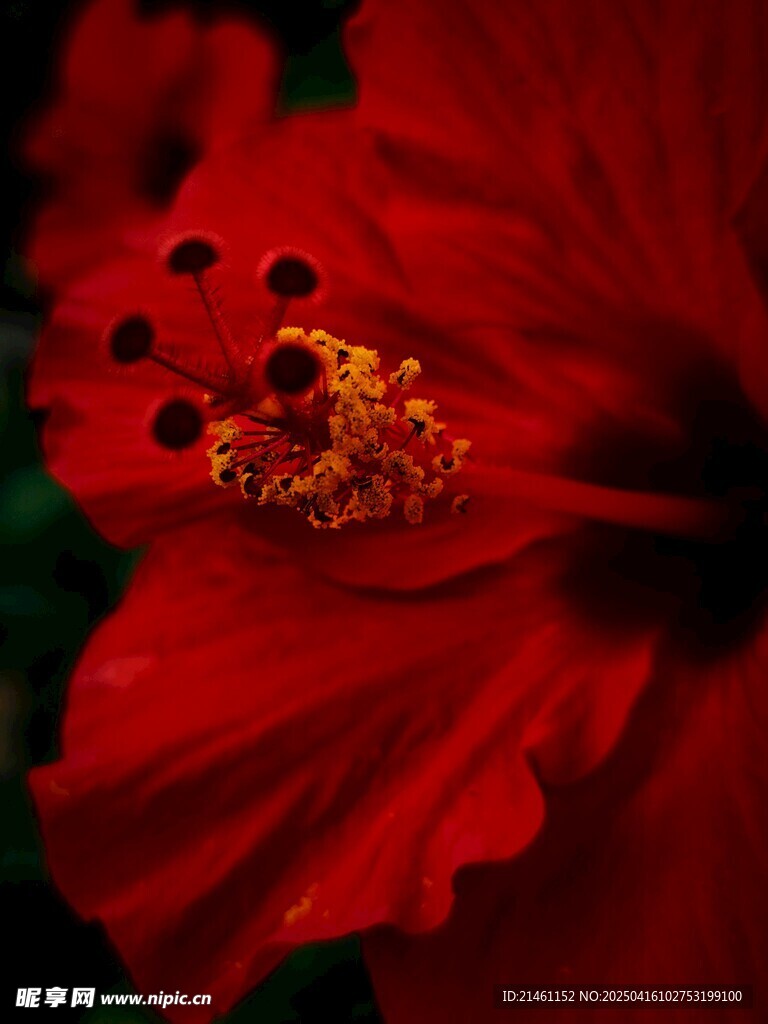 木槿