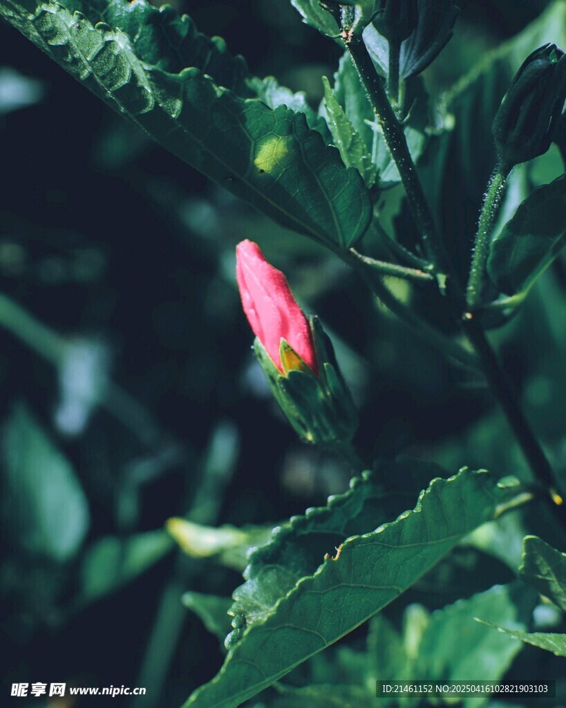 木槿