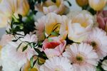非洲菊