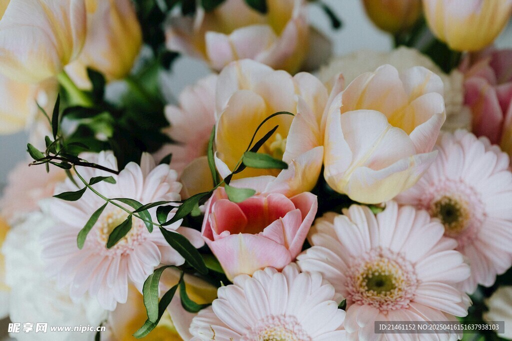 非洲菊
