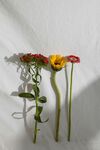 非洲菊
