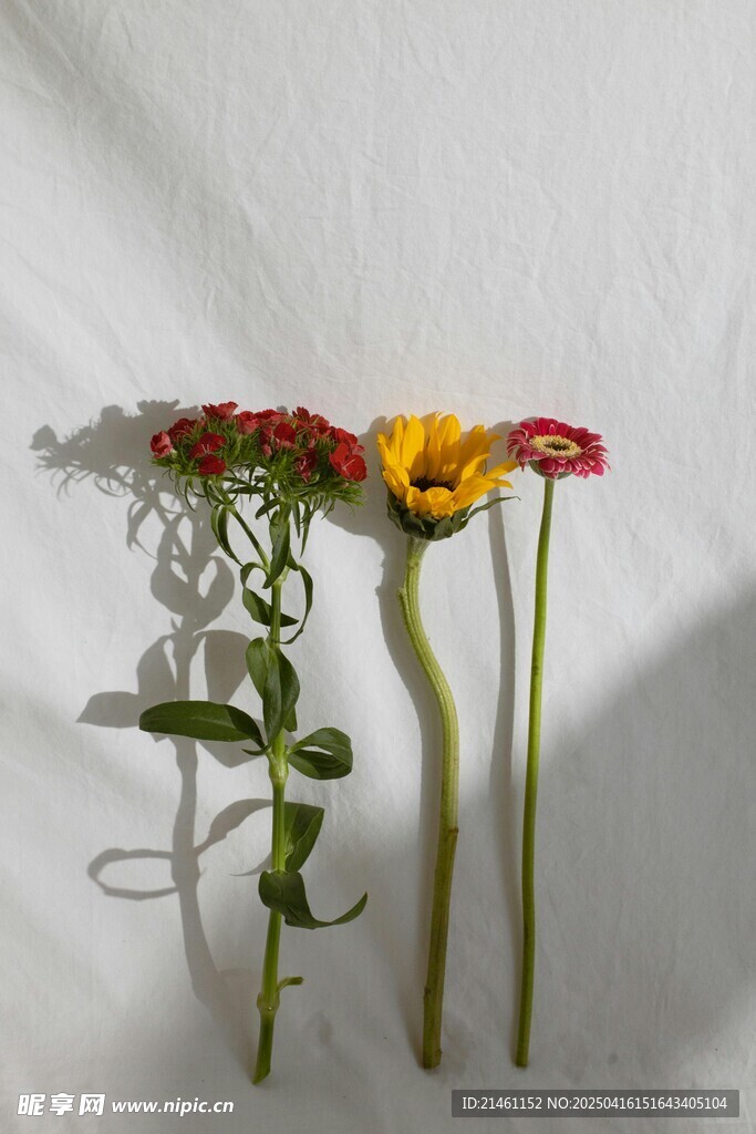 非洲菊