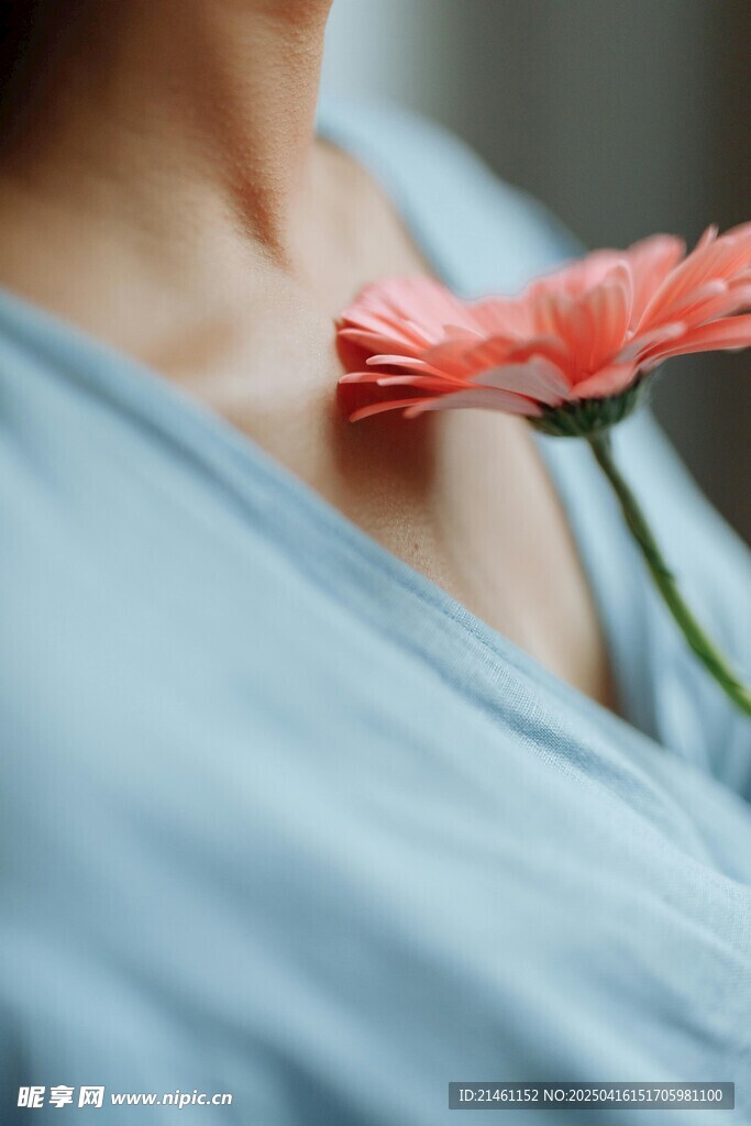 非洲菊