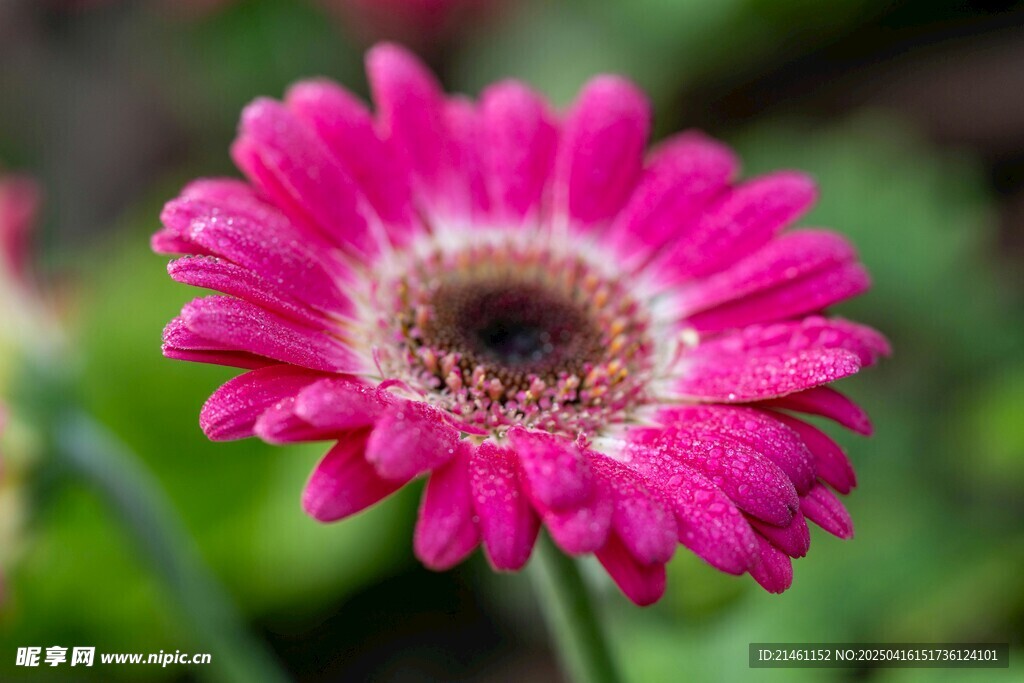 非洲菊