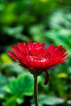 非洲菊