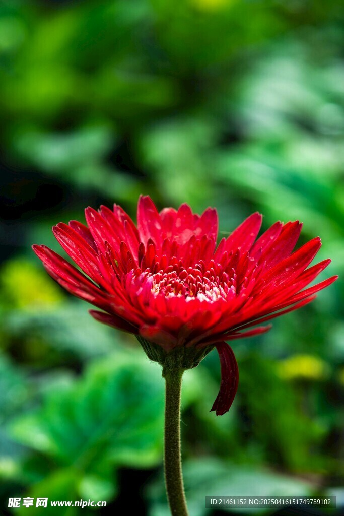 非洲菊