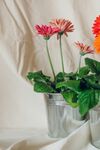 非洲菊