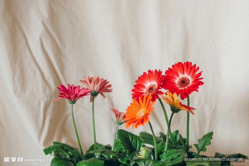 非洲菊
