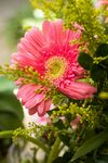 非洲菊