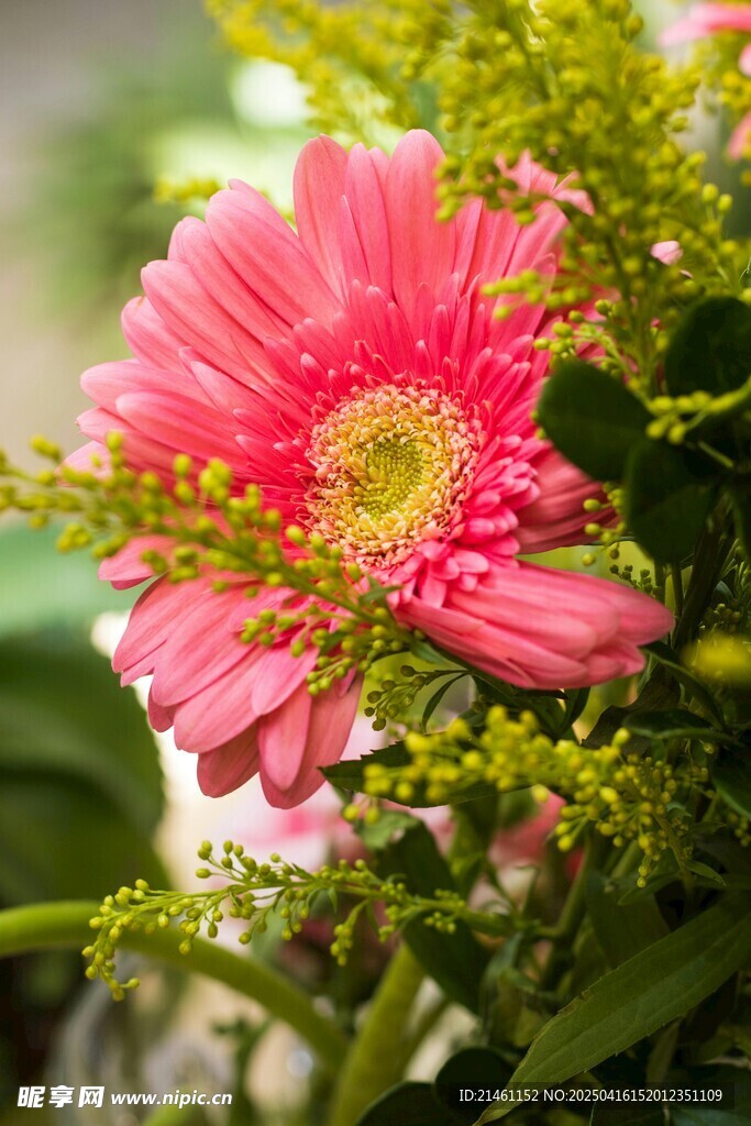 非洲菊