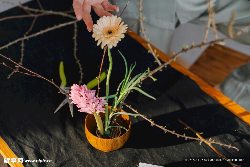 非洲菊