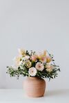 非洲菊