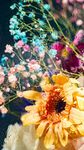 非洲菊