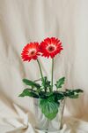 非洲菊