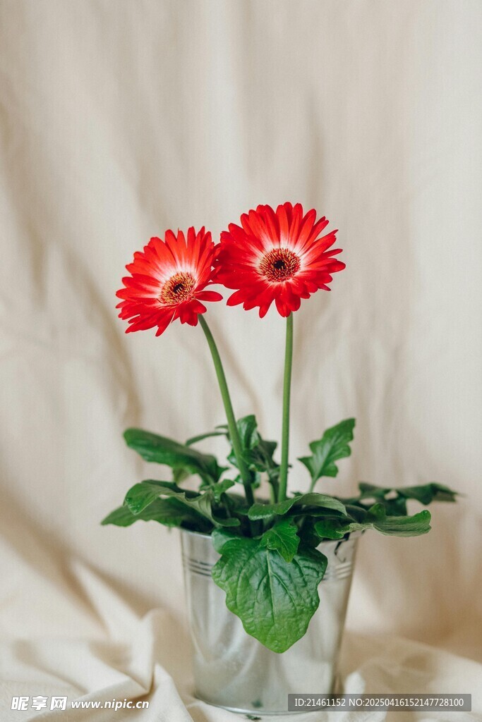 非洲菊