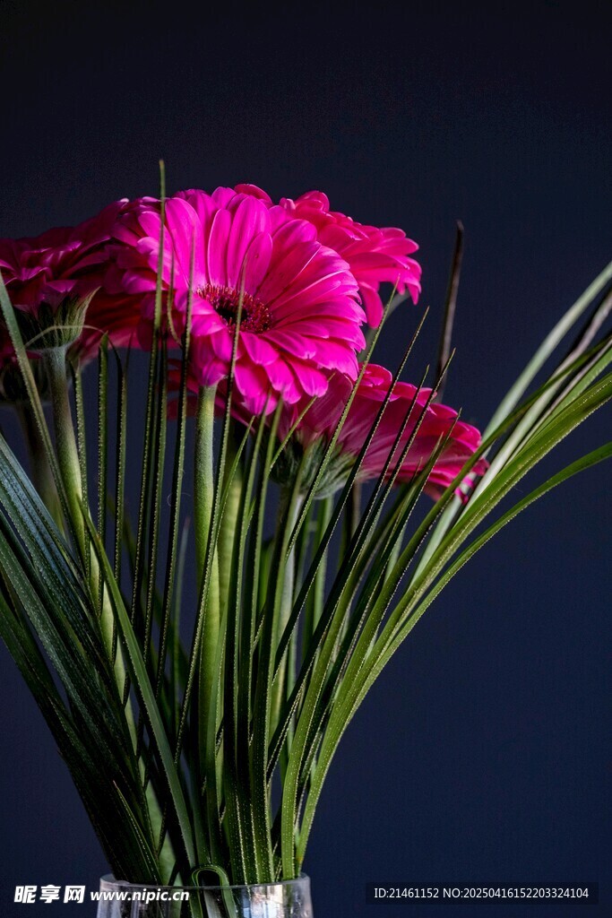 非洲菊